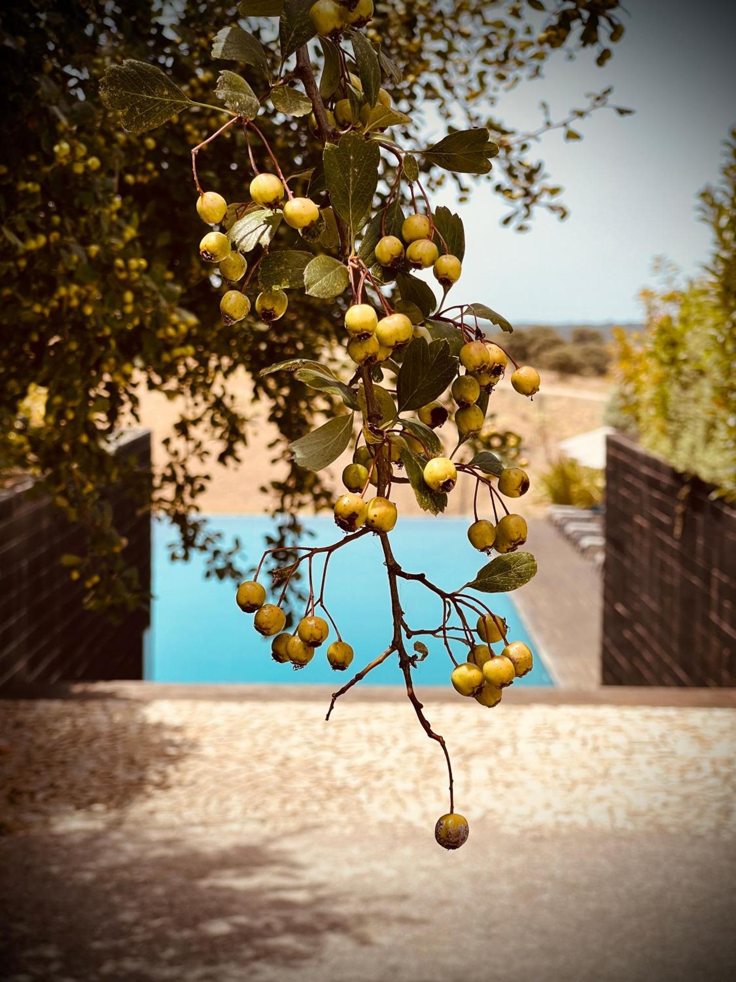 Herdade Da Cortesia Hotel Aviz Extérieur photo